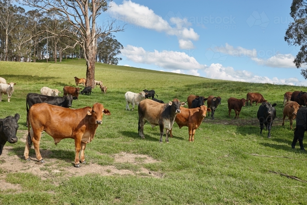 Cattle on rural property - Australian Stock Image