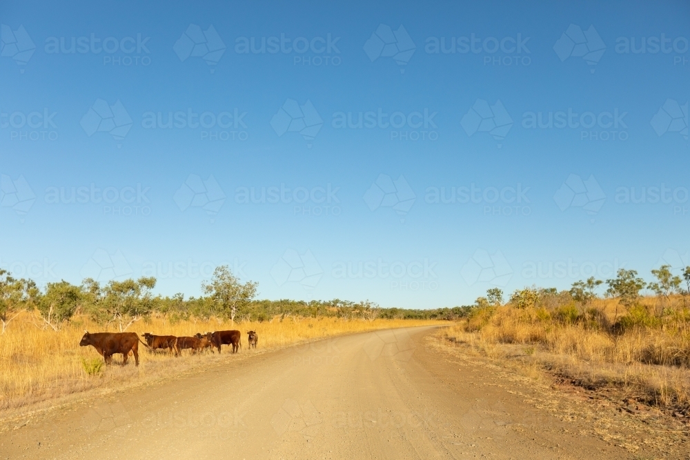 cattle on side of unsealed road in the east kimberley - Australian Stock Image