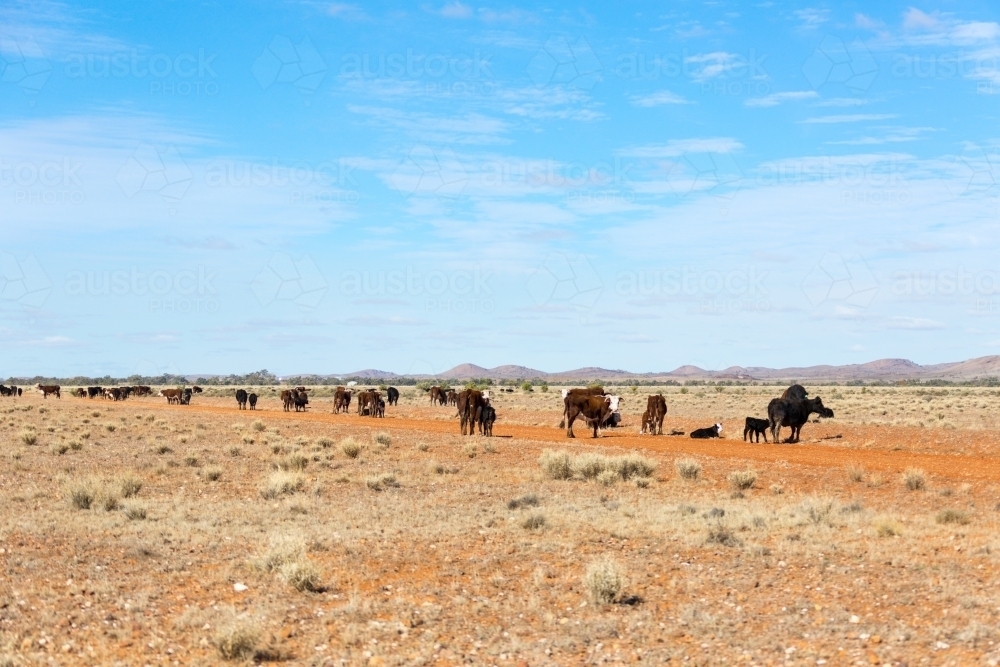 Image of Cattle on station in outback New South Wales - Austockphoto
