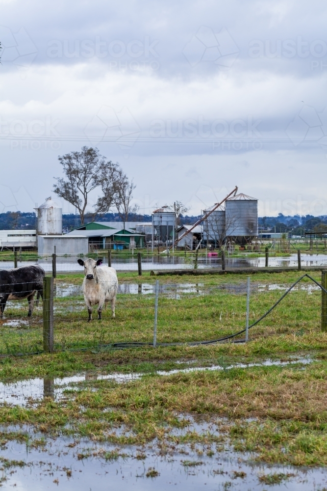 Image of Cattle on wet muddy farm in rising floodwater during natural