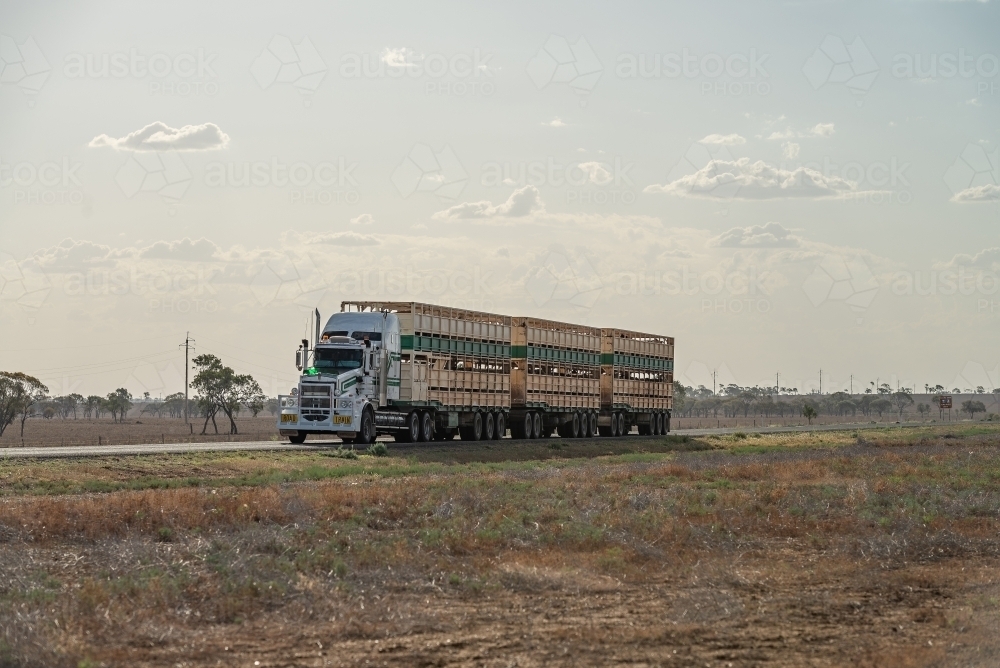 Cattle road train - Australian Stock Image