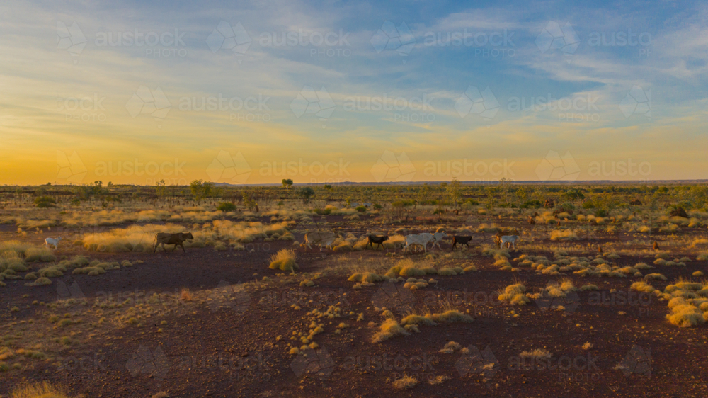 Cattle running on station - Australian Stock Image