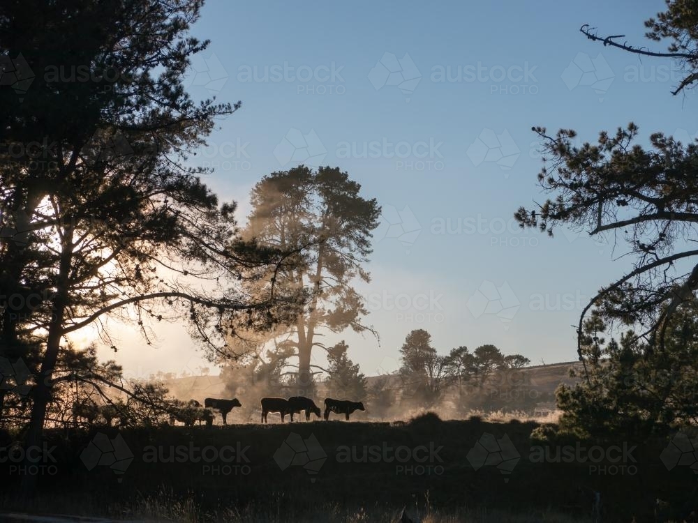 Cattle silhouetted against mist rising from dam - Australian Stock Image