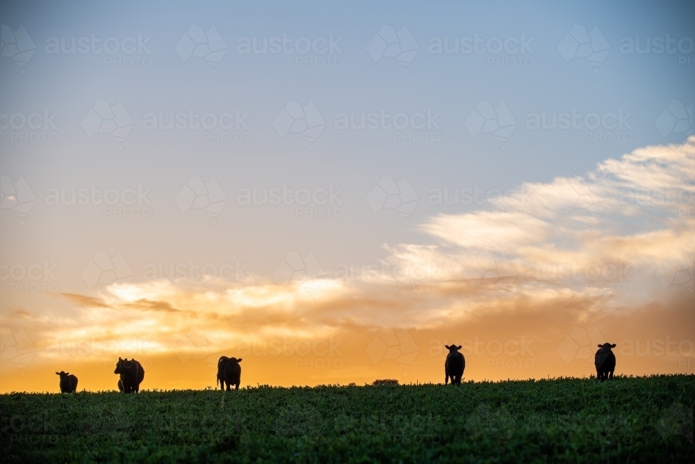 Cattle silhouettes on hilltop at dawn - Australian Stock Image