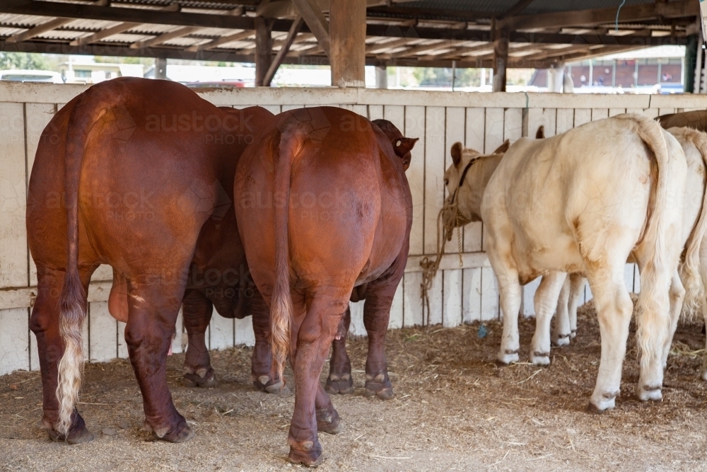 Cattle tied up in shed at the showgrounds - Australian Stock Image