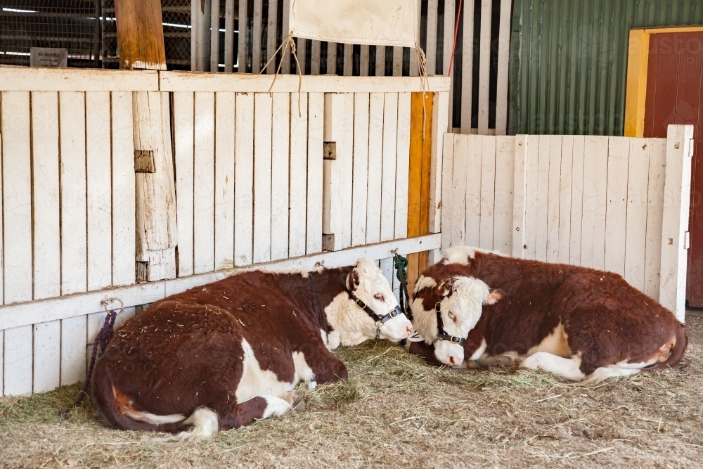 Cattle tied up in shed at the showgrounds resting on the hay - Australian Stock Image