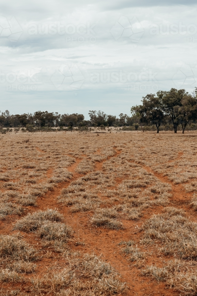 Cattle tracks in outback Australia - Australian Stock Image