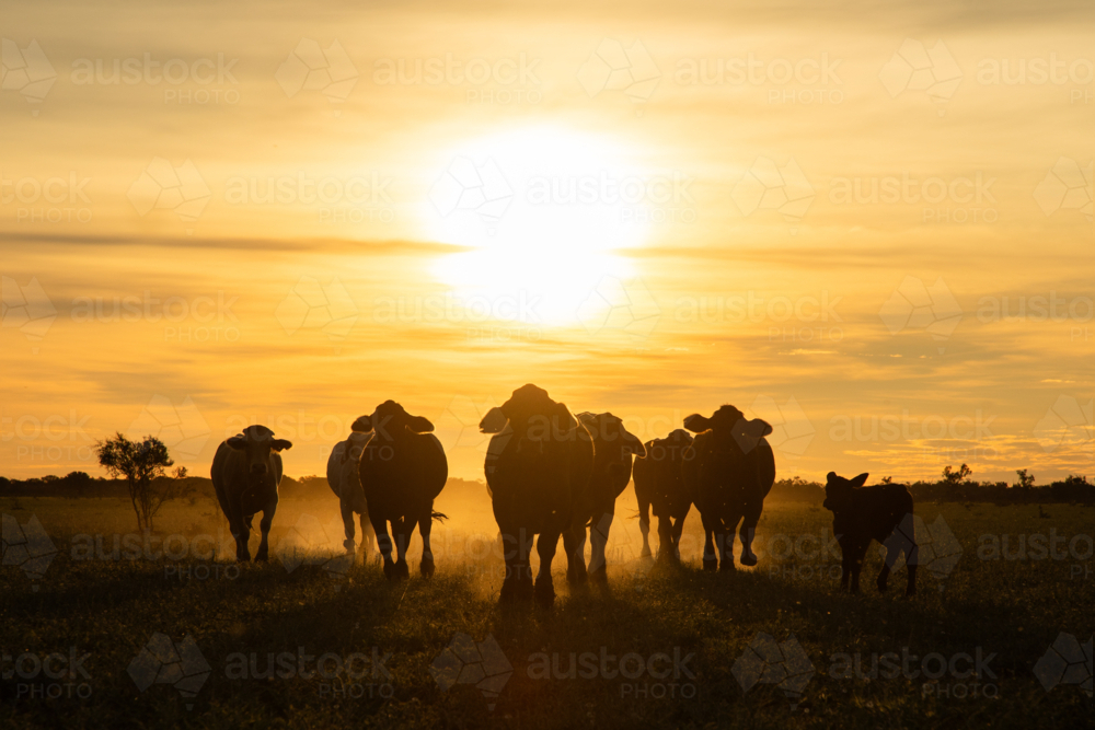 Cattle trotting in front of sun setting - Australian Stock Image
