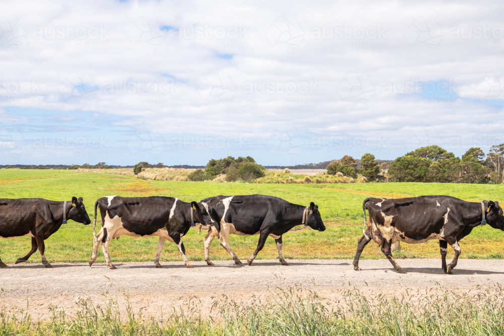 Cattle walking along the dirt road of the farm. - Australian Stock Image