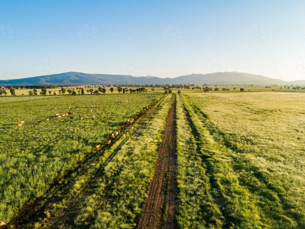Cattle walking home along a path at the fence line through green paddock - Australian Stock Image