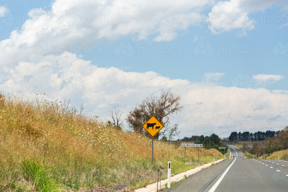 Cattle warning road sign warning animals ahead - Australian Stock Image