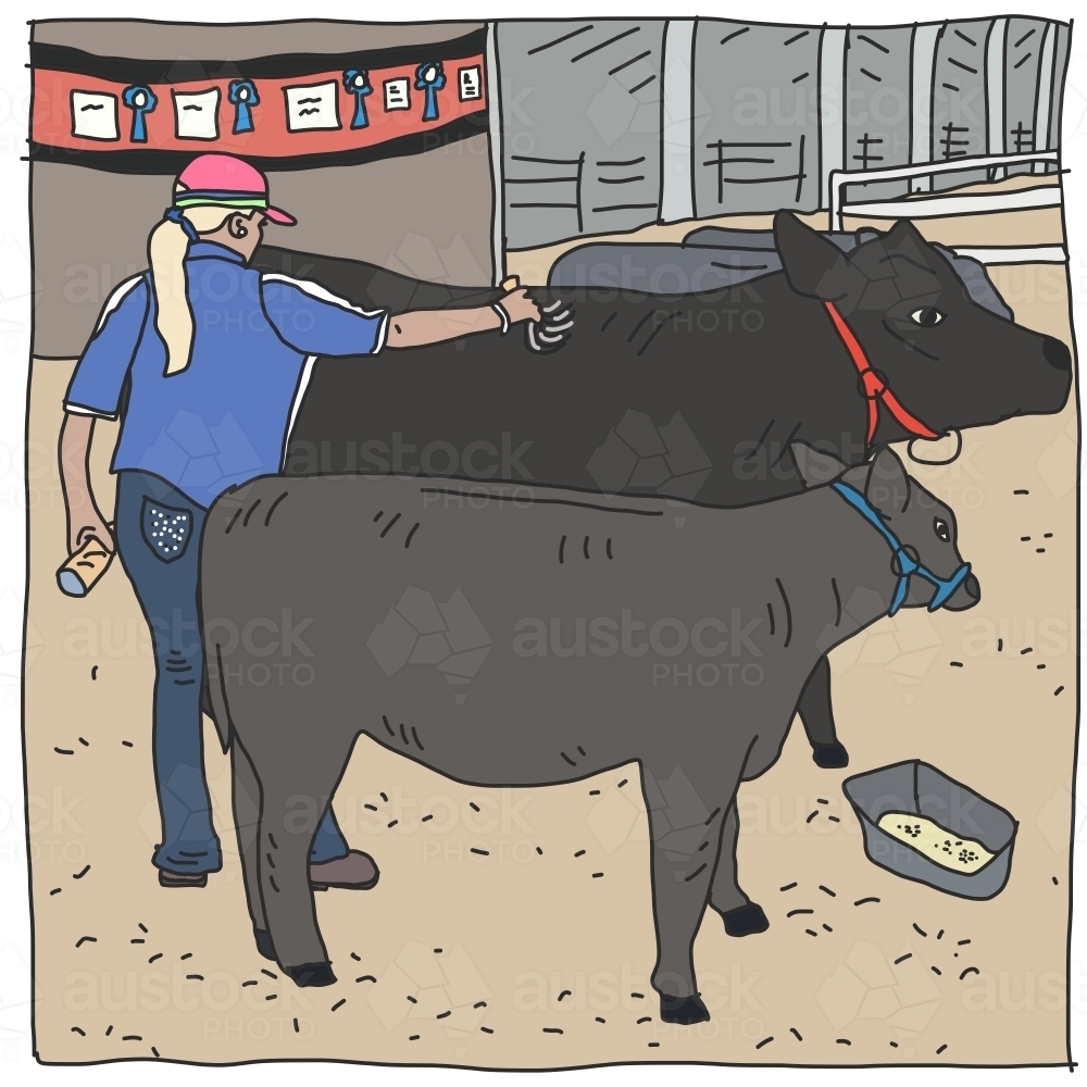 Cattle woman in yards grooming black cow for show - Australian Stock Image