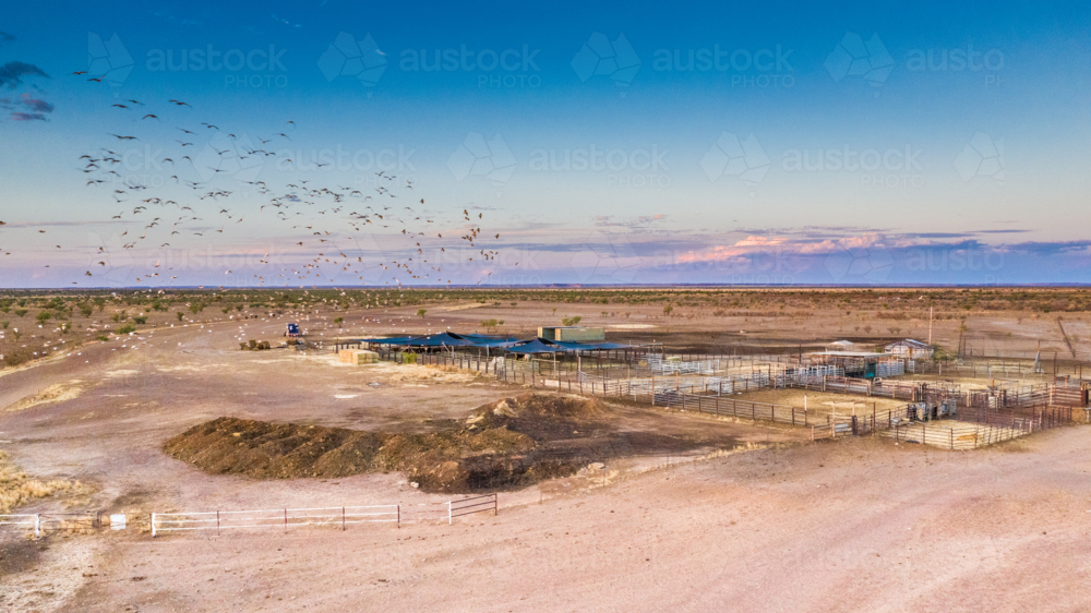 Cattle Yard at dusk with bird flock - Australian Stock Image