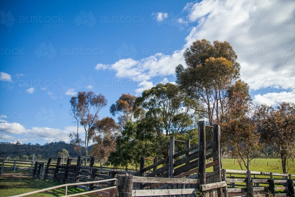Cattle yards and gum trees in a paddock beside the road - Australian Stock Image