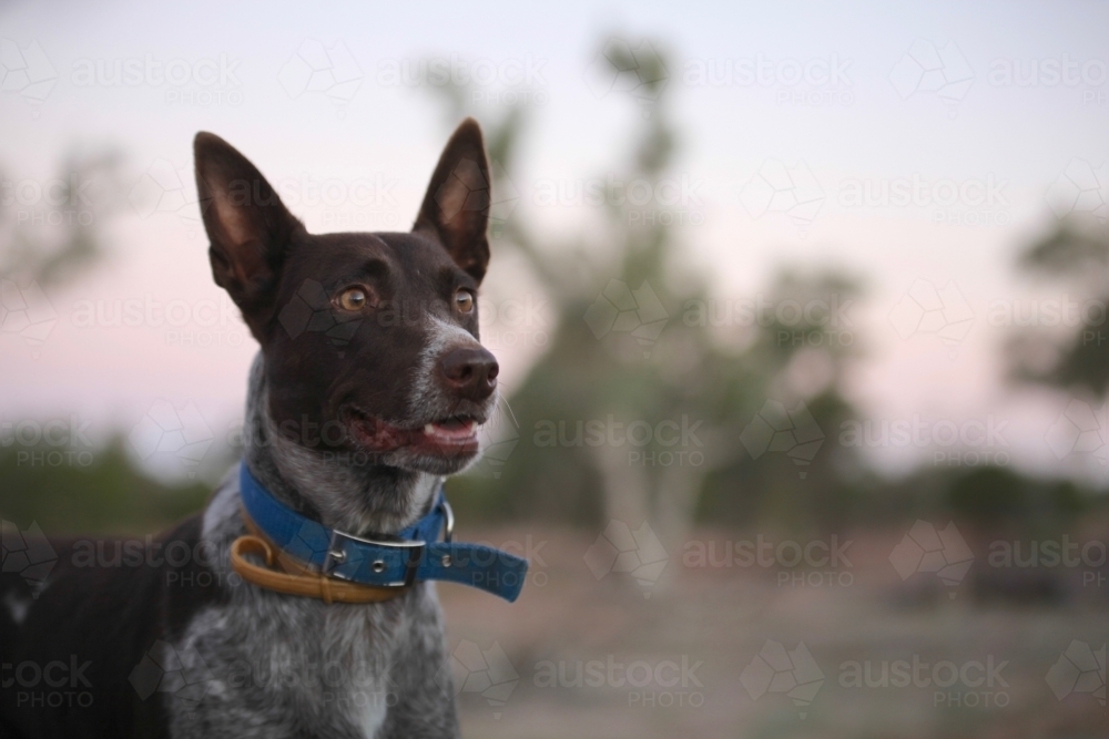 Cattledog staring into distance, watching and waiting, early morning light - Australian Stock Image