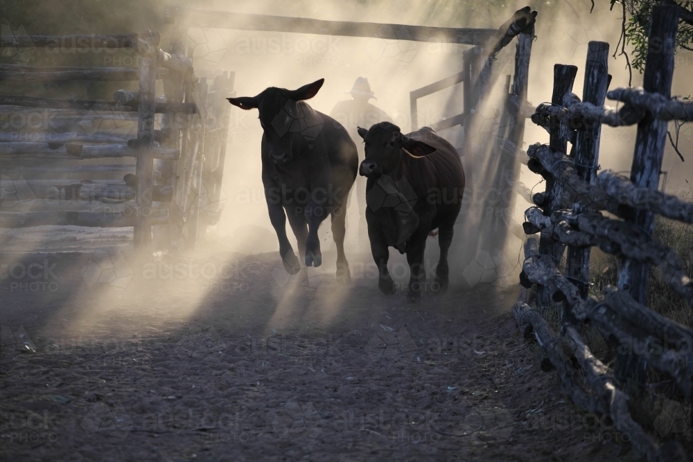 Cattlemen walking behind cattle in stockyards shrouded in dust and fading golden light - Australian Stock Image