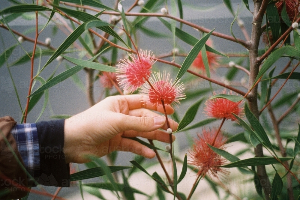 Caucasian women holding hakea flower in hand - Australian Stock Image
