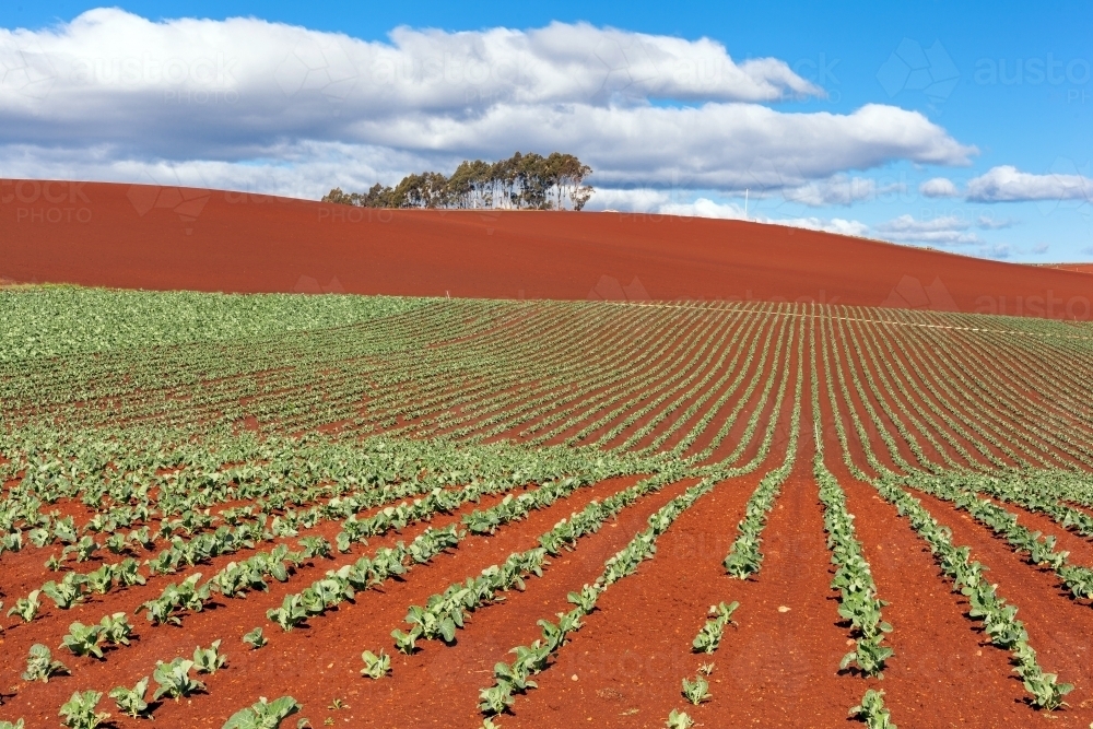 Cauliflower crop and rich red soil - Australian Stock Image