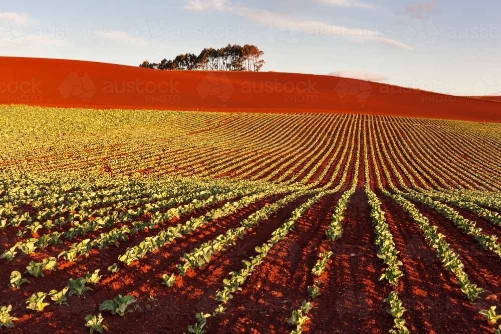 Cauliflower crop and rich red soil - Australian Stock Image