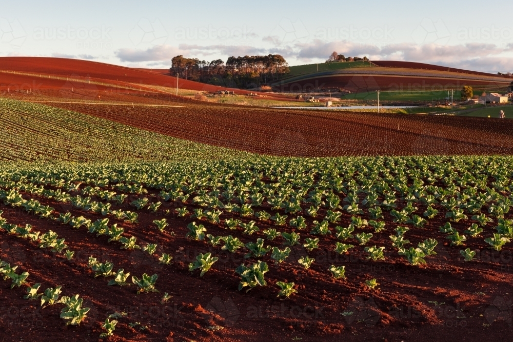 Cauliflower crop & rich red soil - Australian Stock Image