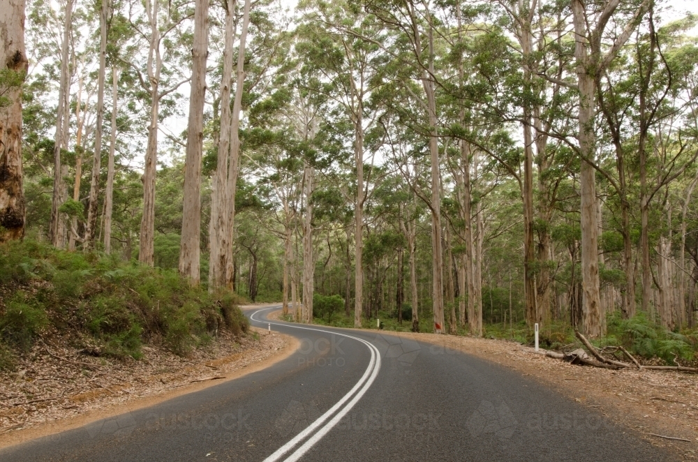 Cave Road Drive through Boranup Karri Forest - Australian Stock Image