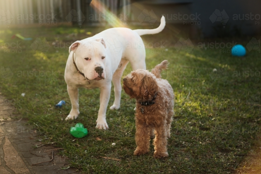 Cavoodle and American Bulldog breed dog playing together on green grass - Australian Stock Image