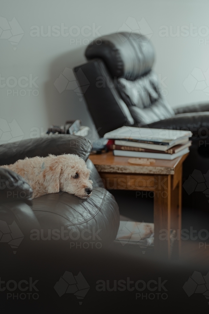 Cavoodle sitting on a lounge room armchair looking thoughtful - Australian Stock Image