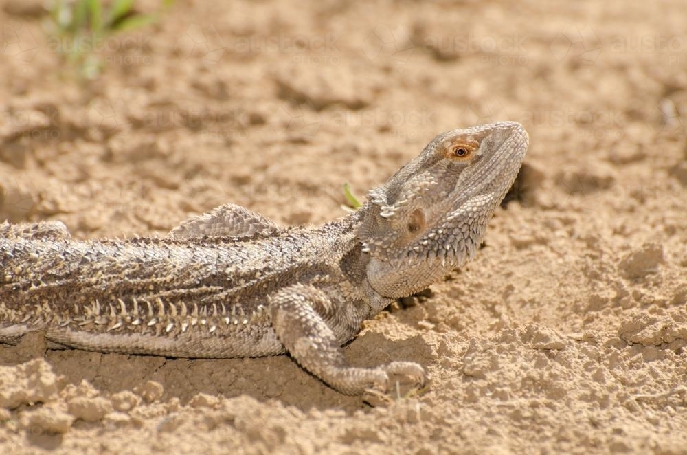 Central Bearded Dragon - Australian Stock Image