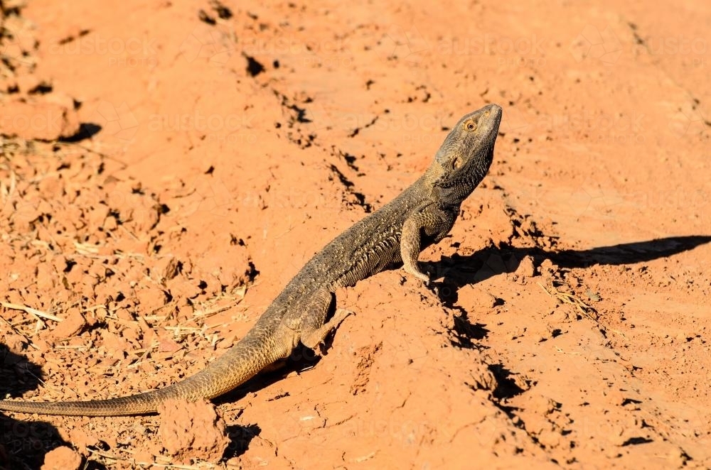 Central Bearded Dragon on the side of an orange desert track - Australian Stock Image
