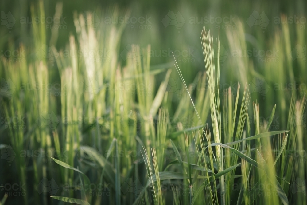 Cereal barley crop at head emergence in the Wheatbelt of Western Australia - Australian Stock Image