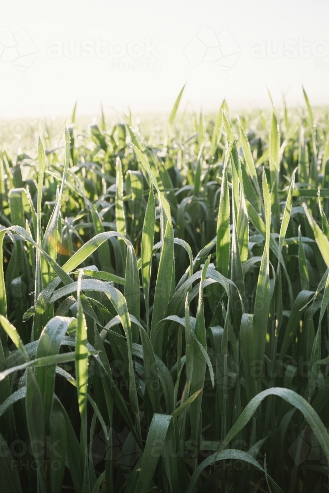 Cereal crop at ear peep in the Wheatbelt of Western Australia - Australian Stock Image