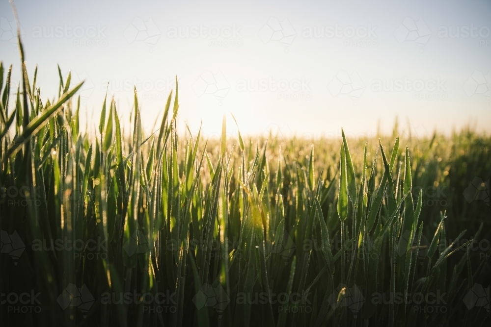 Cereal crop at ear peep in the Wheatbelt of Western Australia - Australian Stock Image