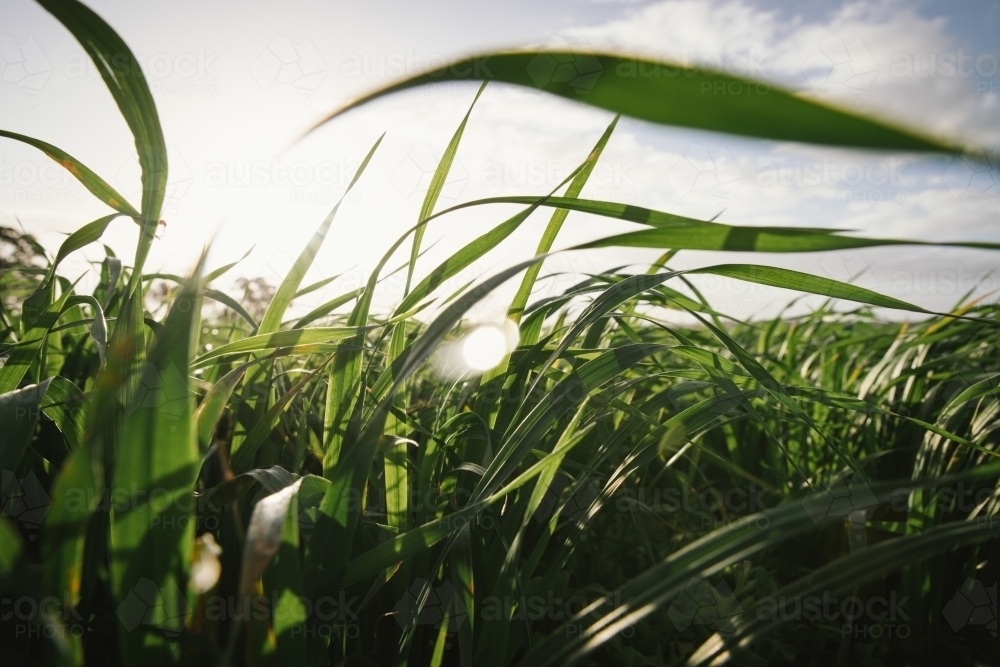 Cereal crop at flag leaf emergence in the Wheatbelt of Western Australia - Australian Stock Image