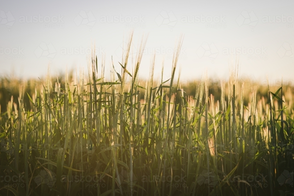 Cereal crop at head emergence in the Wheatbelt of Western Australia - Australian Stock Image