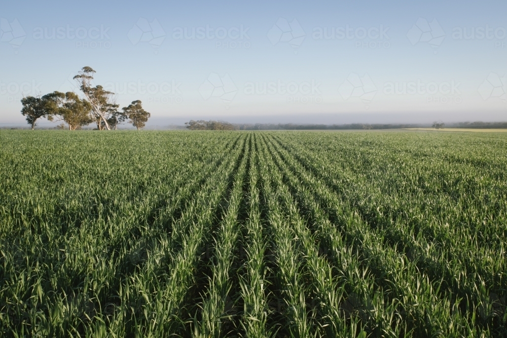 Cereal crop in the Wheatbelt of Western Australia - Australian Stock Image