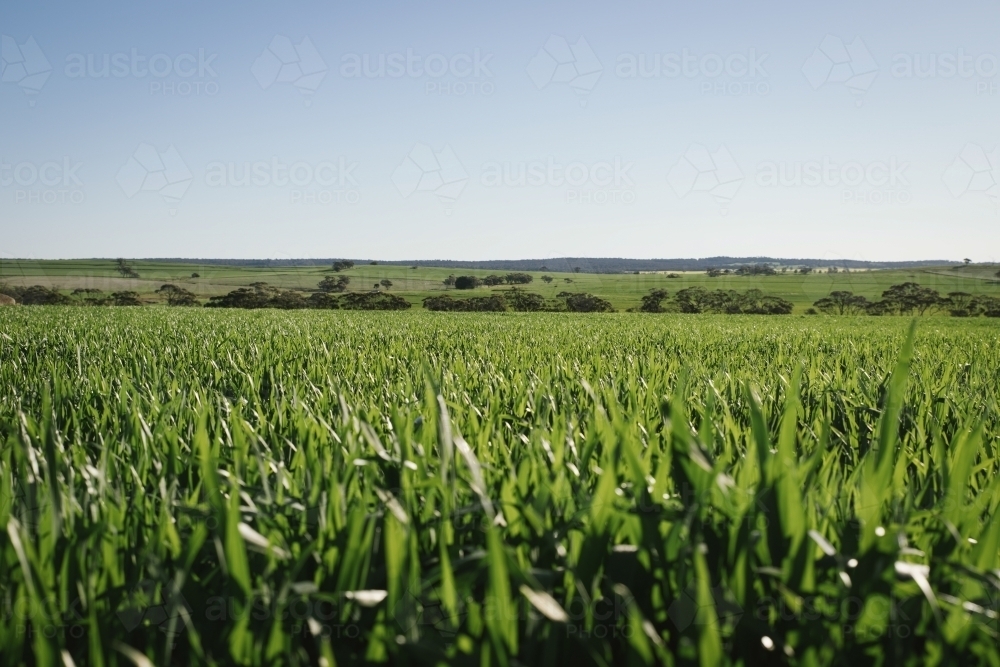 Cereal crop in the Wheatbelt of Western Australia - Australian Stock Image