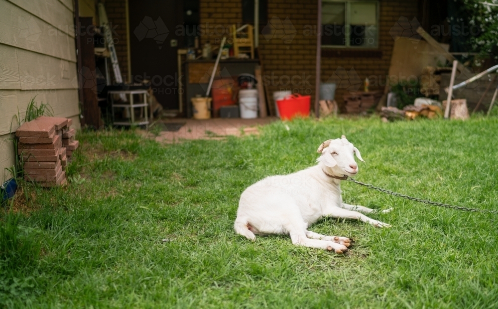 Chained White Goat on a Lawn - Australian Stock Image