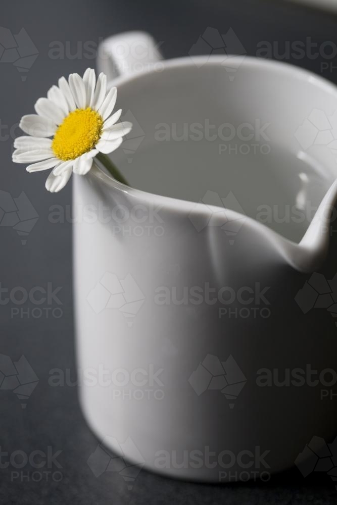 Chamomile daisy flower in a cream jug - Australian Stock Image