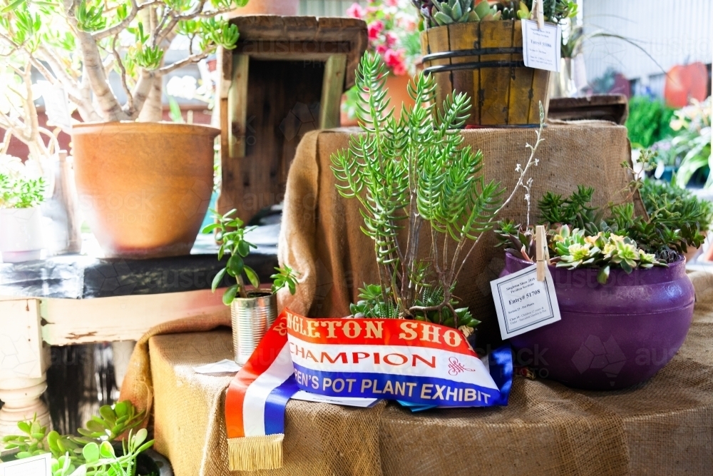 Champion ribbon around winning succulent pot plant - Australian Stock Image