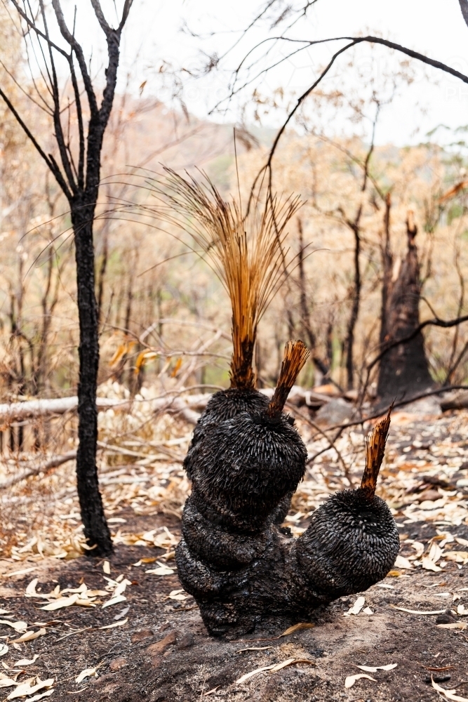 Charred stumps of xanthorrea black boy trees after a bushfire - Australian Stock Image