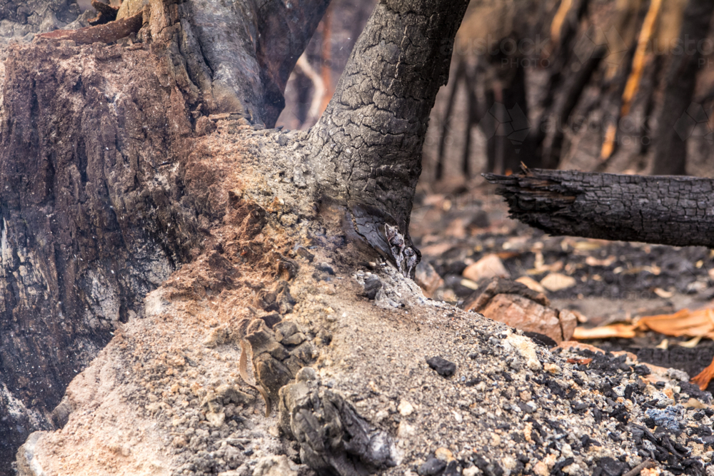 charred tree stumps after the bushfire - Australian Stock Image