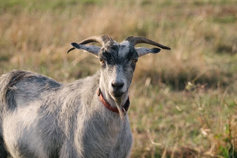 Cheeky billy goat with beard and horns - Australian Stock Image