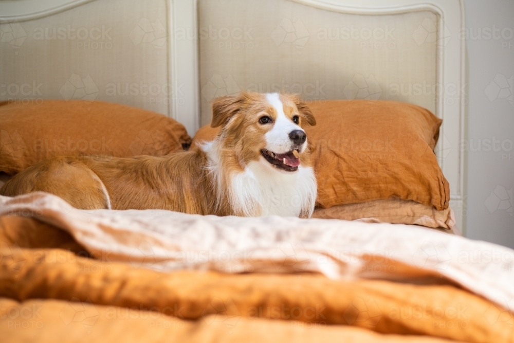 Image of cheeky dog on bed Austockphoto