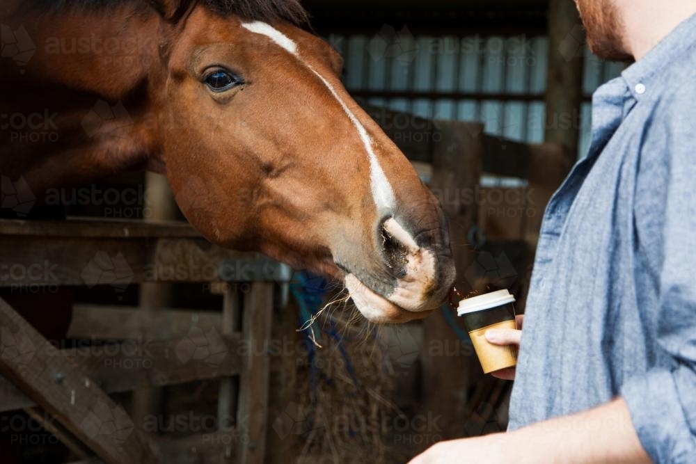 Cheeky horse stealing coffee from man - Australian Stock Image