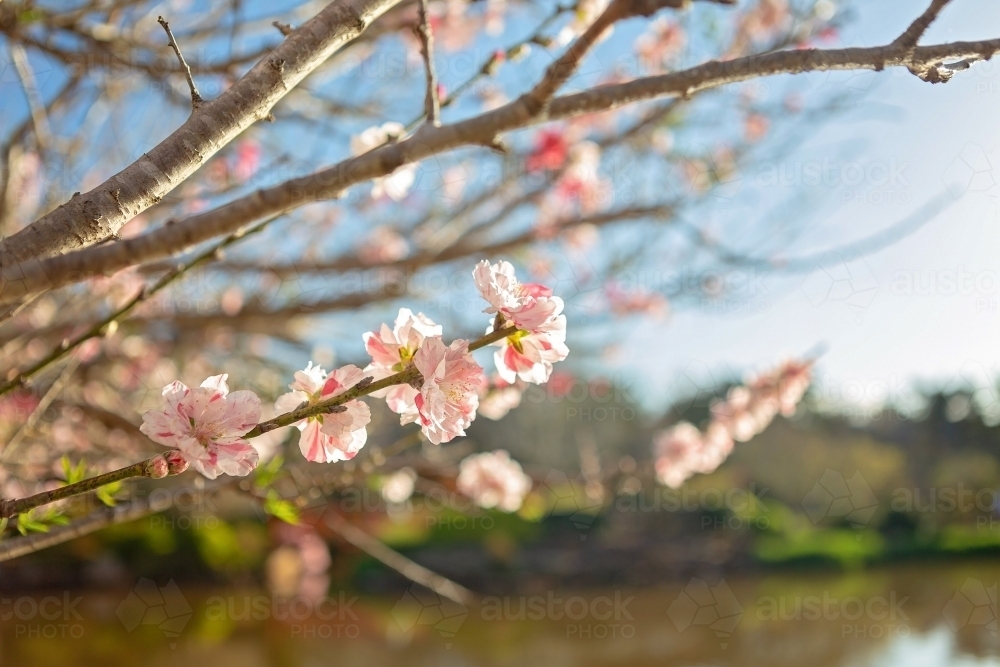 Cheery Blossom - Australian Stock Image