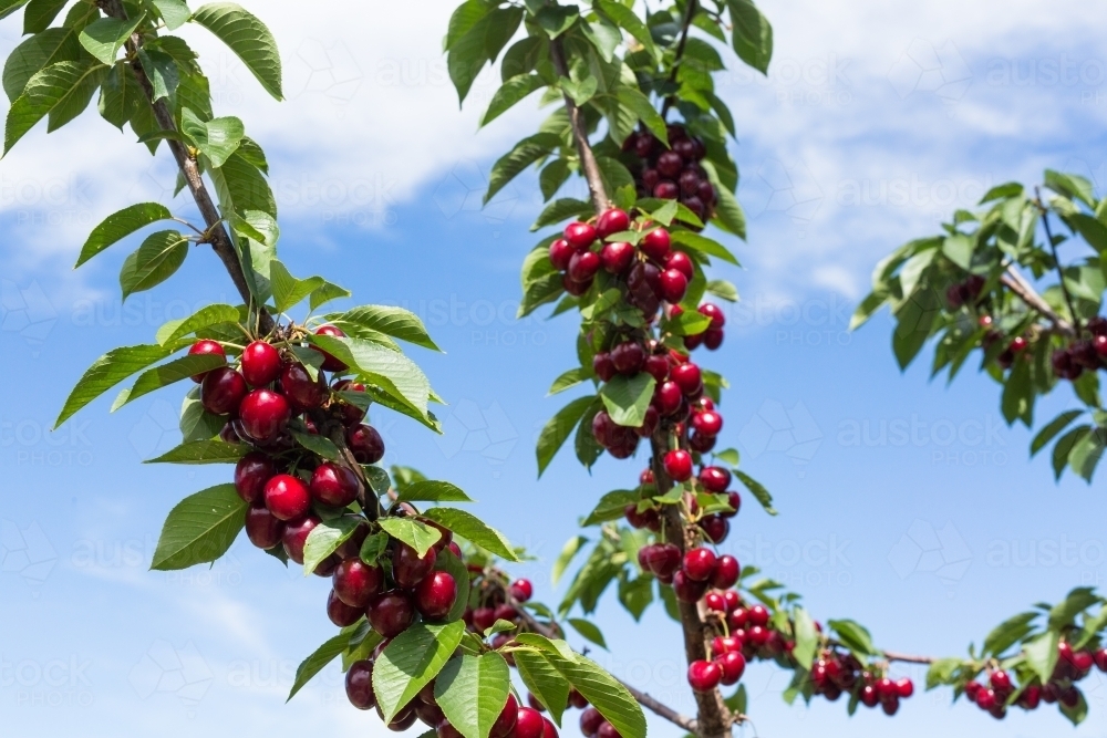 Cherries hanging from a branch - Australian Stock Image