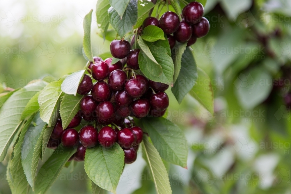 cherries hanging from a branch - Australian Stock Image