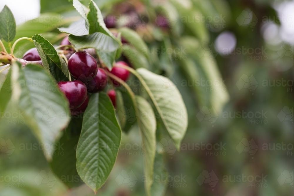 cherries hanging from a branch - Australian Stock Image