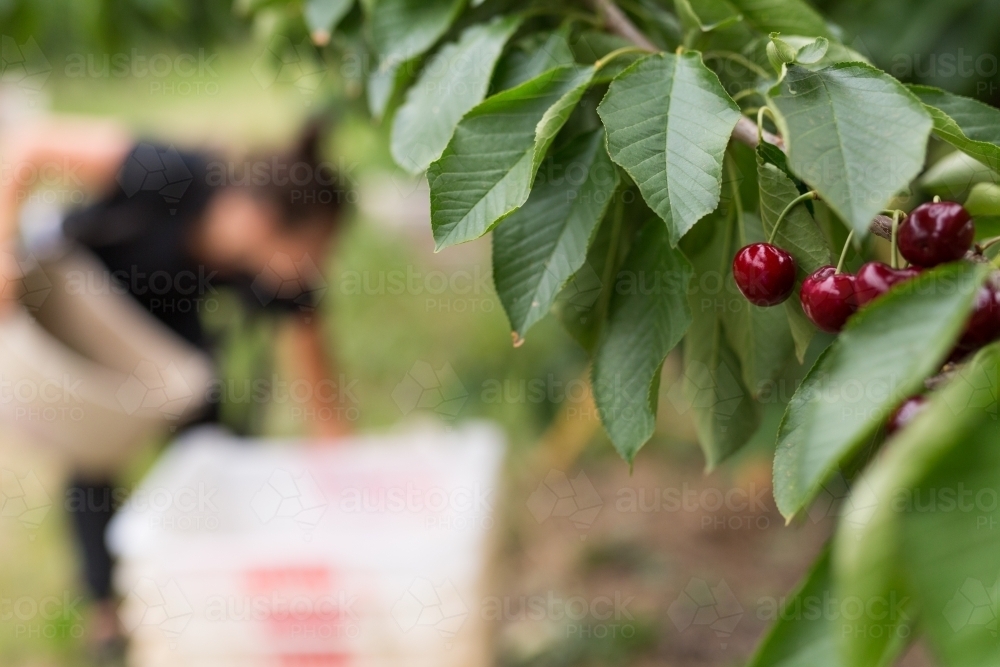 cherries hanging from a branch with blurry image of a cherry picker in the background - Australian Stock Image