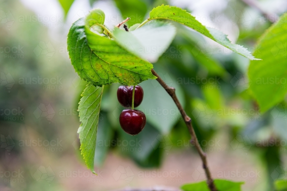 cherries ripe on a tree - Australian Stock Image